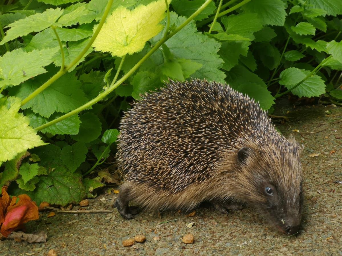 A little hedgehog visitor