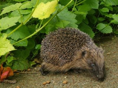 A little hedgehog visitor