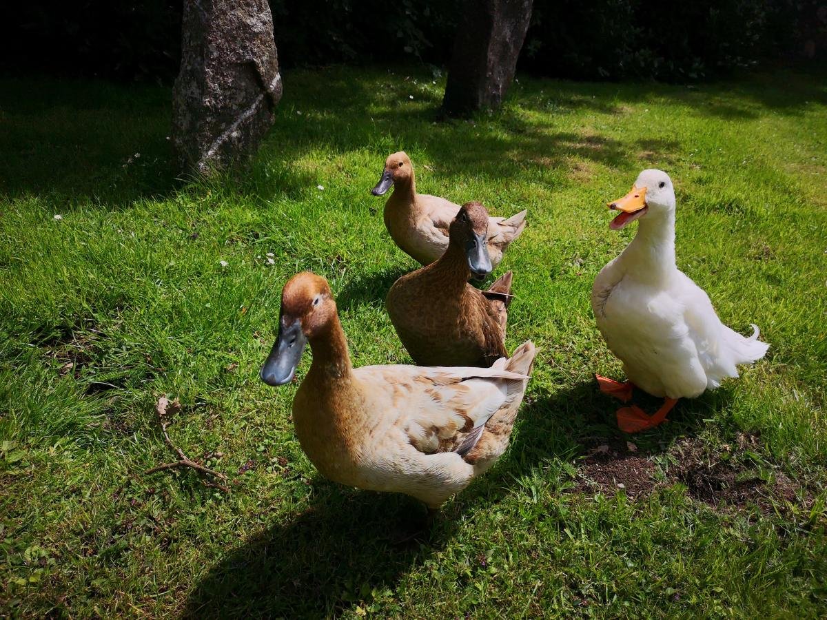 Our Ducks
